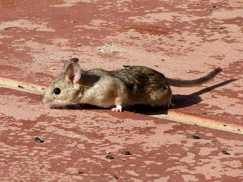 Desert woodrat